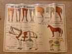 Oude schoolplaat: Dieren op de boerderij, Ophalen of Verzenden, Natuur en Biologie