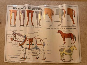 Oude schoolplaat: Dieren op de boerderij beschikbaar voor biedingen