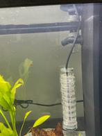 Platy’s, Vis, Zoetwatervis, Schoolvis