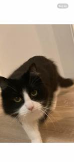 Zwart witte kat langhaar vermist, Dieren en Toebehoren, Vermiste en Gevonden Dieren, Kat