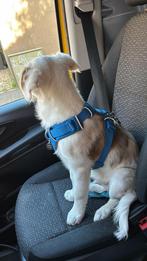 Bordercollie-australian shepherd pup/hond, 15 weken tot 1 jaar, Reu, Eén hond, Herder