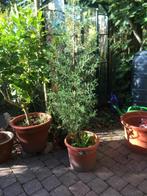 Cypres Italiaanse, Overige soorten, 100 tot 250 cm, Zomer, Ophalen