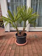 Trachycarpus Fortunei Palm, Tuin en Terras, Planten | Bomen, In pot, Minder dan 100 cm, Zomer, Volle zon