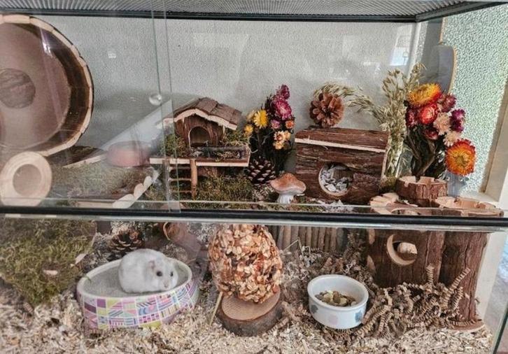 Hamsterhok met toebehoren, Dieren en Toebehoren, Knaagdieren en Konijnen | Hokken en Kooien, Zo goed als nieuw, Hok, Minder dan 60 cm