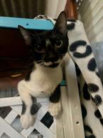 Een prachtig klein gezinnetje zoekt samen een nieuw thuis, Dieren en Toebehoren, Katten en Kittens | Overige Katten, Poes