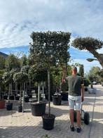 Buitenkans: Elaeagnus Olijfwilg leiboom 150 cm, Leiboom, 250 tot 400 cm, Zomer, Ophalen