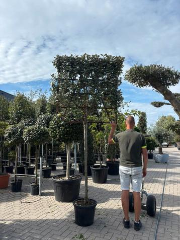 Elaeagnus Olijfwilg leiboom 150 stam - scherm 120x120 cm beschikbaar voor biedingen