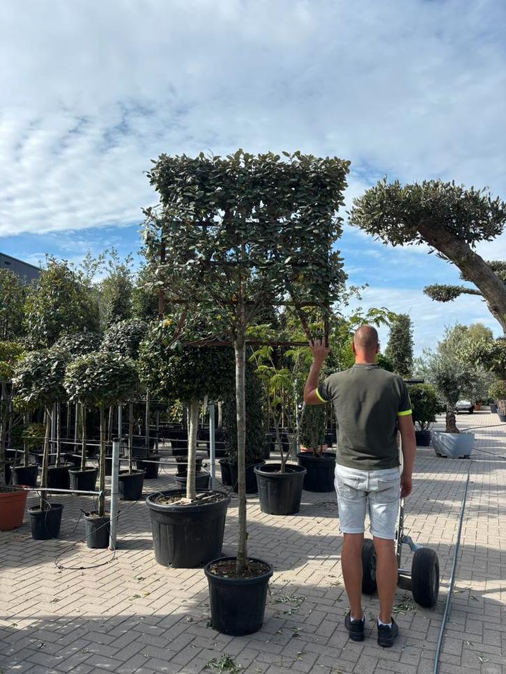 Buitenkans: Elaeagnus Olijfwilg leiboom 150 cm, Tuin en Terras, Planten | Bomen, Leiboom, 250 tot 400 cm, Zomer, In pot, Ophalen
