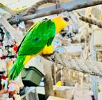 GEZOCHT OPVANG & INKOOP & FOREVERHOME VOOR ALLE KROMSNAVELS, Dieren en Toebehoren, Meerdere dieren, Papegaai, Tam