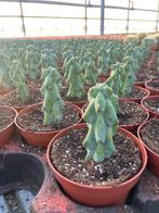 Boobiecactus Myrtillocactus geometrizans Fukurokuryuzinbo, Huis en Inrichting, Ophalen of Verzenden, Minder dan 100 cm, Volle zon