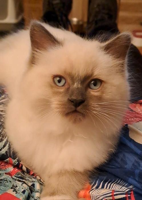 1 ragdoll kitty katerje zoek nog gouden mandje  😻😻😻, Dieren en Toebehoren, Katten en Kittens | Overige Katten, Langharig, Kater