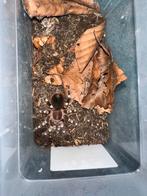 Acanthoscurria geniculata (witknie), Dieren en Toebehoren, Insecten en Spinnen, Overige soorten