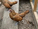 Sebright hen goudzwart gezoomd, Dieren en Toebehoren, Pluimvee, Vrouwelijk, Kip