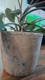 Philodendron kamerplant in pot. Of zonder pot., Huis en Inrichting, Kamerplanten, Overige soorten, In pot, Minder dan 100 cm, Groene kamerplant