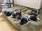 Raszuivere Duitse Staande korthaar pups, Dieren en Toebehoren, Honden | Setters en Staande honden, Duitse Staande hond, 8 tot 15 weken