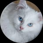 Lief white solid ragdoll kitten katertje, Dieren en Toebehoren, Katten en Kittens | Raskatten | Langhaar, Kater, Gechipt