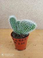 cactus cristaat potmaat 5.5 nummer C567, Cactus, Ophalen of Verzenden