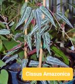 Cissus Amazonica, Ophalen of Verzenden, Halfschaduw, Minder dan 100 cm