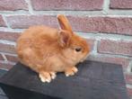 4 trianta konijnen, Dieren en Toebehoren, Konijnen, Meerdere dieren, Middelgroot, 0 tot 2 jaar