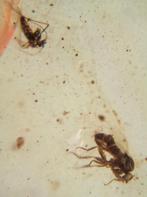 Birmees Amber (Z2) met insluiting van mug en onbekende vlieg, Verzenden, Fossiel