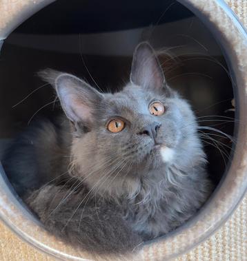Maine coon kittens met stamboom klaar voor verhuis beschikbaar voor biedingen