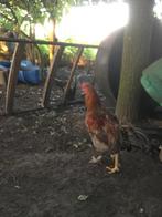 Haan, Dieren en Toebehoren, Pluimvee, Mannelijk, Kip