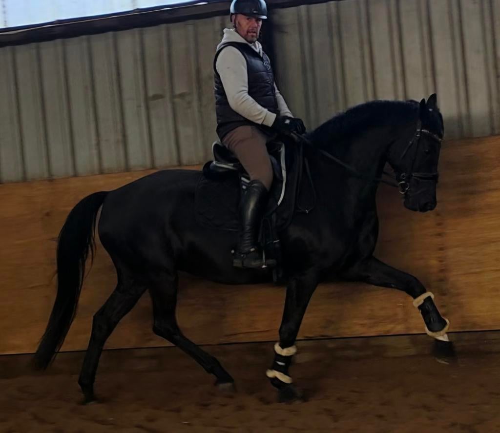 Bloedmooi braaf gezond, Dieren en Toebehoren, Merrie