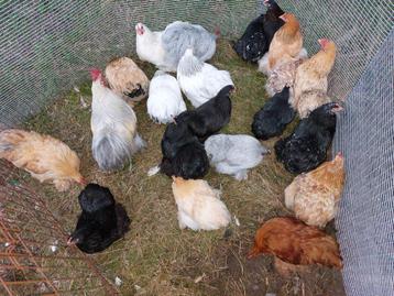 Cochin kriel hennen en evt. haan beschikbaar voor biedingen