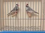 Koppels Bonte Rijstvogels, Meerdere dieren, Tropenvogel