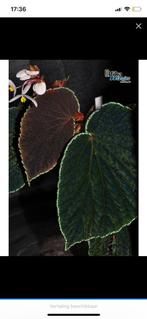 Opzoek naar begonia ruthiae (ruilen), Huis en Inrichting, Ophalen of Verzenden, Overige soorten, Minder dan 100 cm