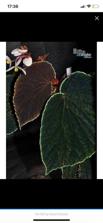 Opzoek naar begonia ruthiae (ruilen) beschikbaar voor biedingen