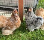 Nog twee mooie  jonge Cochinkriel hennen tegen de leg, Vrouwelijk, Kip