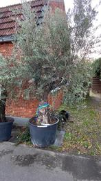 Olijfboom xxl, Volle zon, Bloeit niet, Ophalen of Verzenden, 100 tot 250 cm