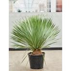 Yucca Rostrata - Palmlelie g39923