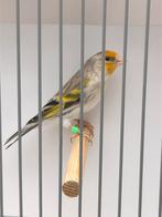 Putterbastaard, Mannelijk, Wildzangvogel