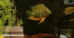 Heros efaciatus nakweek, Dieren en Toebehoren, Vissen | Aquariumvissen, Vis