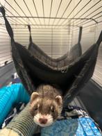 Energetic Young Ferret for Sale, Mei, Mannelijk