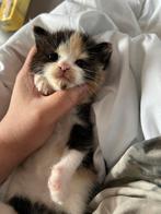 Kitten, Dieren en Toebehoren, Katten en Kittens | Raskatten | Korthaar, Poes