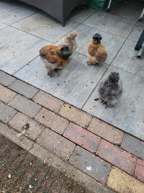 Zijdehoen USA en Barnevelder kriel kippen, Dieren en Toebehoren, Pluimvee, Kip, Meerdere dieren
