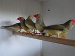 Binsenastrilde's van 2024 mannen en poppen, Meerdere dieren, Tropenvogel