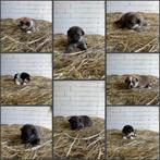 Pomsky pups te koop, Overige rassen, CDV (hondenziekte), 8 tot 15 weken, Meerdere