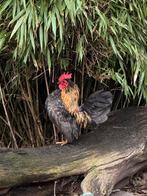 Seeama haantje, Dieren en Toebehoren, Pluimvee, Mannelijk, Kip