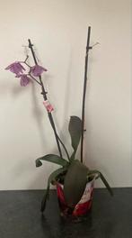 Orchidee, Huis en Inrichting, Kamerplanten, Ophalen, Overige soorten, Minder dan 100 cm