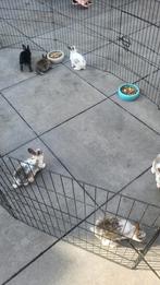 Kleine babykonijntjes / klein konijntje, Dieren en Toebehoren, Konijnen, Meerdere dieren, Dwerg