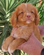 Mooie Nova Scotia Duck Tolling Retrieverpups ( raszuiver), Dieren en Toebehoren, Fokker | Hobbymatig, Rabiës (hondsdolheid), Overige rassen