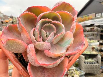 Echeveria Beyonce Variegata/pot 8.5cm/vetplant/succulent beschikbaar voor biedingen