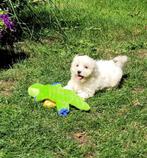 Leuke maltezer pups te koop!, Dieren en Toebehoren, Honden | Chihuahua's en Gezelschapshonden, Maltezer, CDV (hondenziekte), 8 tot 15 weken