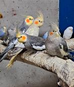 Valkparkieten, Dieren en Toebehoren, Meerdere dieren, Parkiet