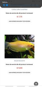 Triochaster Gold te koop, Dieren en Toebehoren, Vissen | Aquariumvissen, Vis, Zoetwatervis
