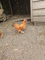 Cochin haantje, Dieren en Toebehoren, Pluimvee, Mannelijk, Kip